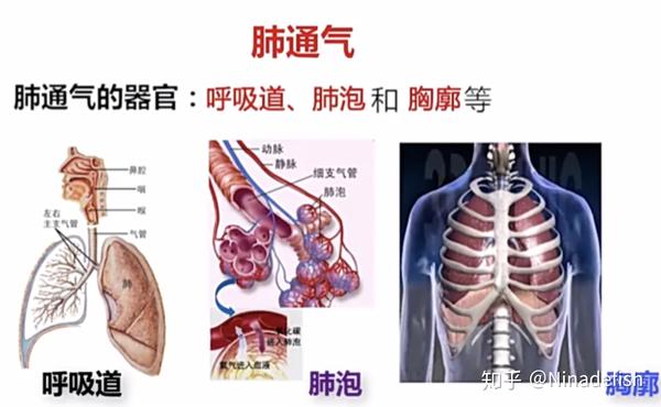 整理:呼吸系统结构功能与健康