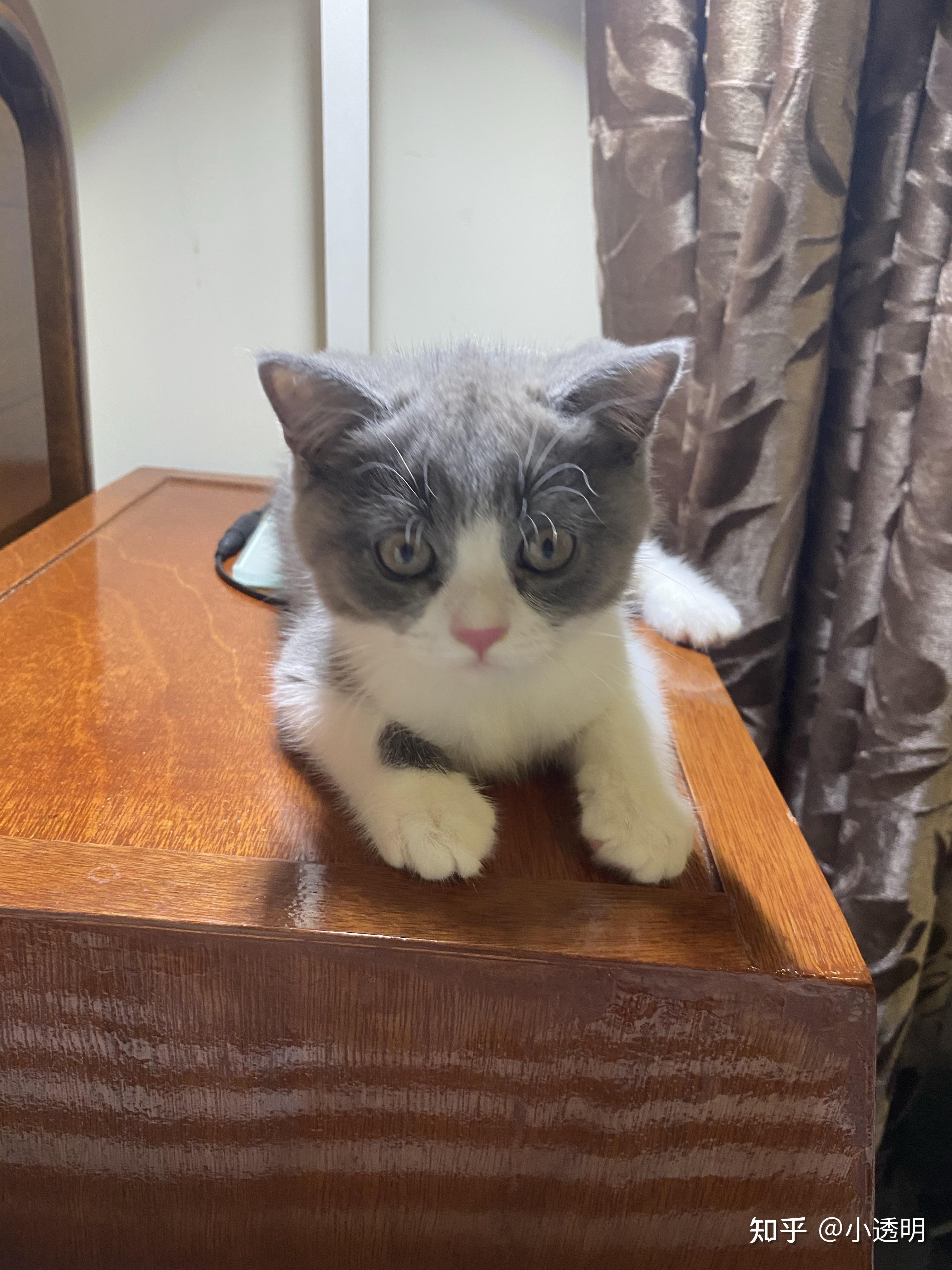 4800买的英短蓝白现在长成土猫啦它到底是土猫还是尴尬期啊