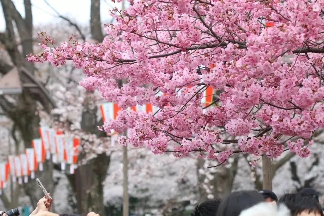 2021年日本樱花前线预测发布又到春暖花开时让我们相约云赏樱