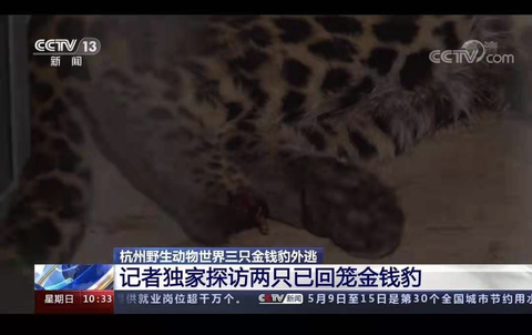 金钱豹外逃事件涉嫌资本家对动物