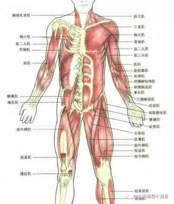 什么是背阔肌全身肌肉解剖看这里