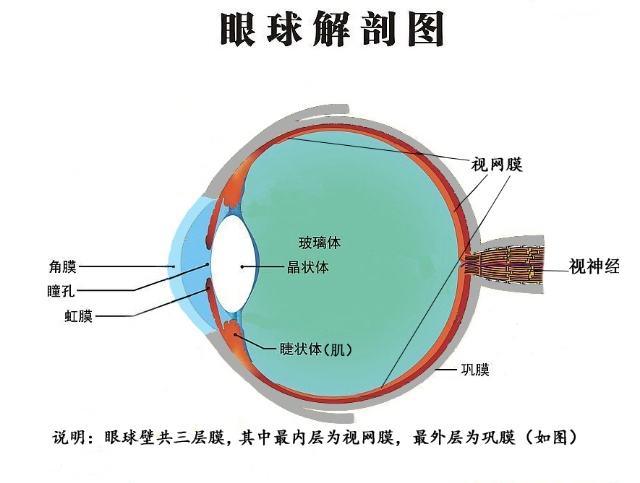 人类为什么会进化出眼睛