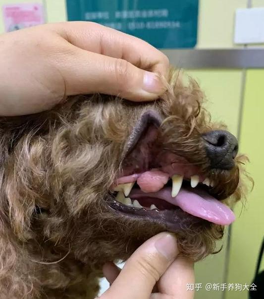 有些狗狗的口腔可能会患上乳头瘤或牙龈疣,单个,集群甚至数百个"小