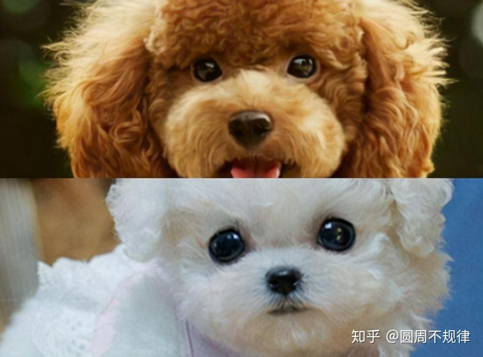 头型:压住它们头部蓬松的毛发,单看脸型,比熊的要比泰迪的大.