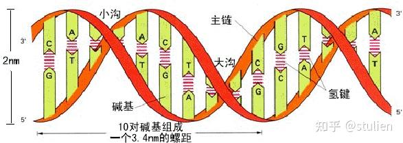 Dna