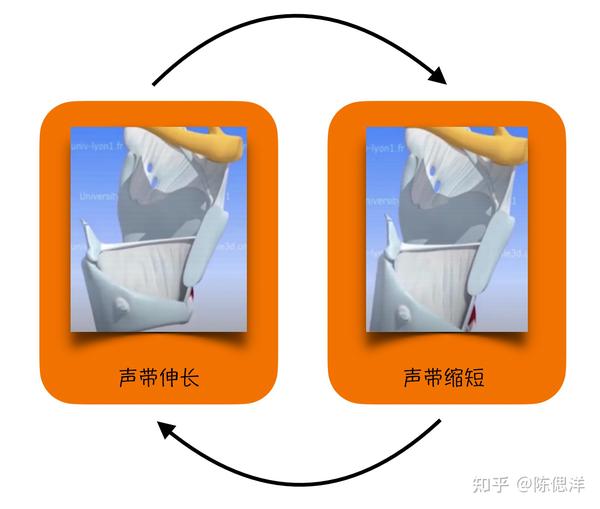 通过环甲肌和甲杓肌运动,控制声带的拉伸/放松