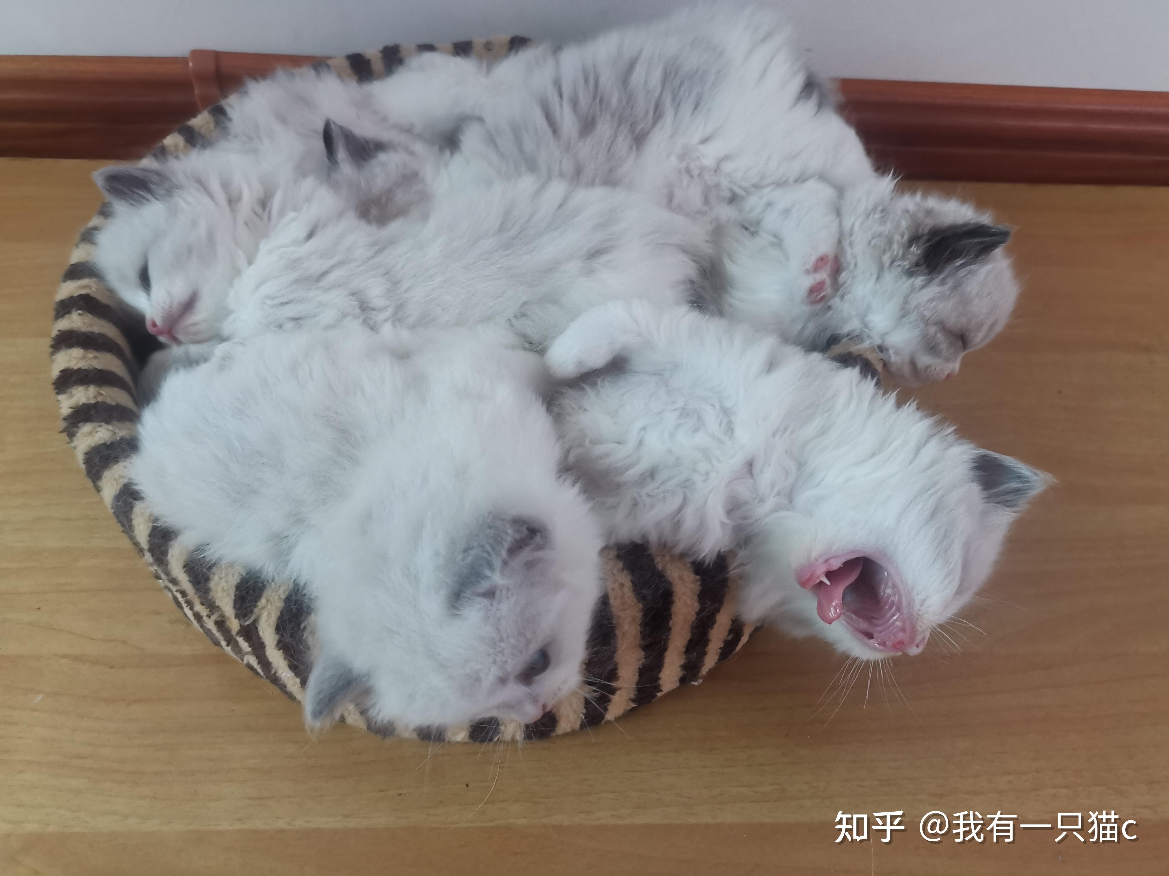 布偶猫幼崽背部有色块是不是不能满背