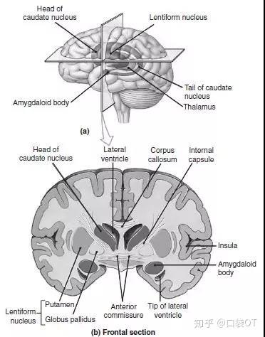 capsule) 基底节(basal ganglia),包含尾状核(caudate nucleus),苍白