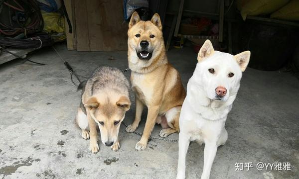 在城市养一只中华田园犬是一种什么样的体验?