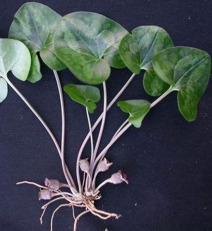 行承72候植物观察冬至一候杜衡