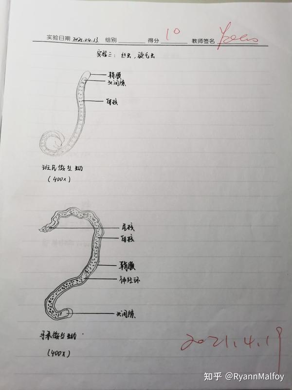 寄生虫手绘图 - 知乎