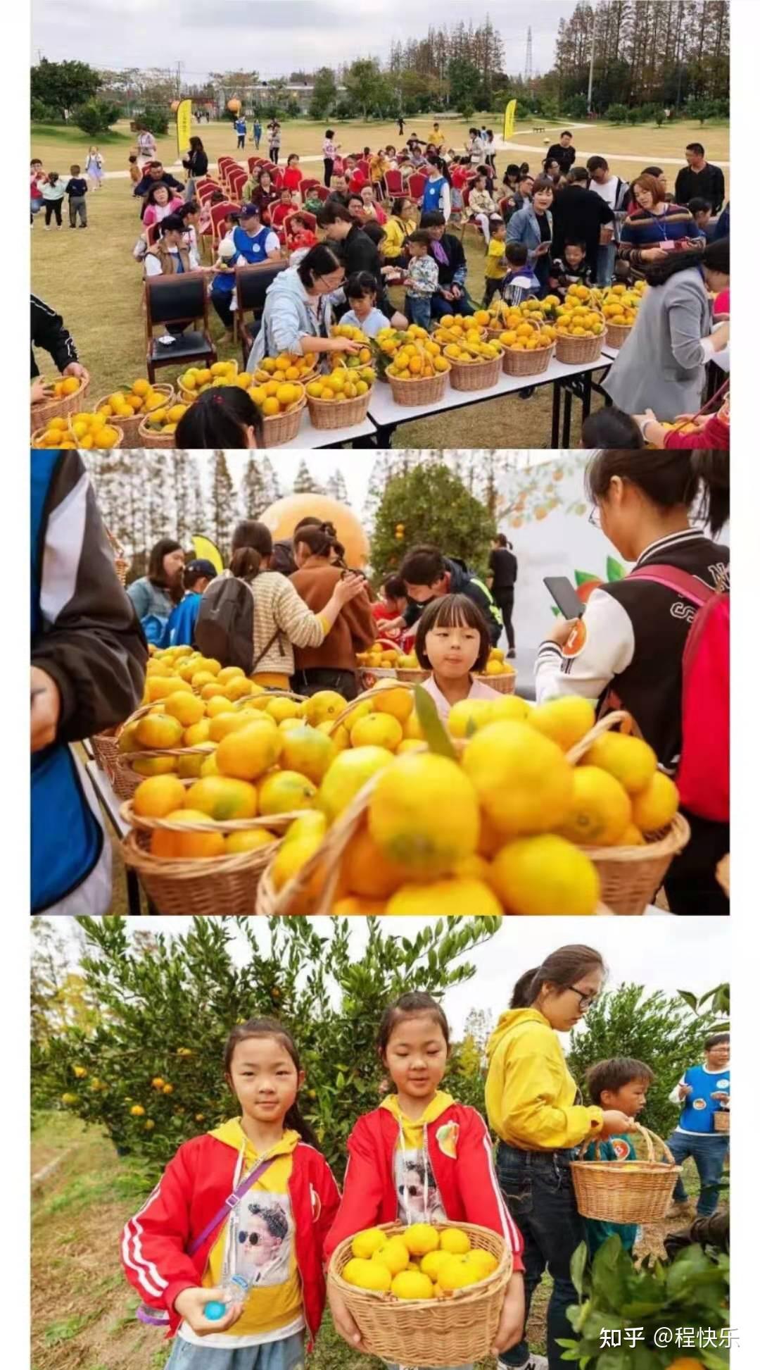 秋季桔子采摘上海长兴岛郊野公园一日游团建
