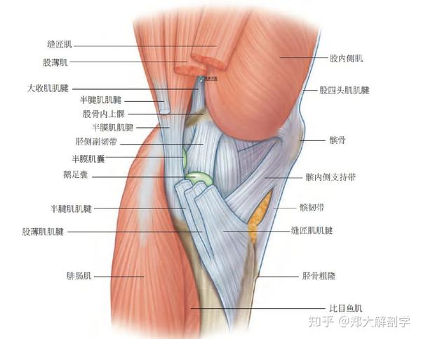 第2 层是内侧副韧带的浅层,这意味着股薄肌腱和半腱肌腱位于第1 ,2 层