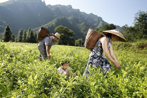 茅岩莓茶核心产区种植基地在哪里?