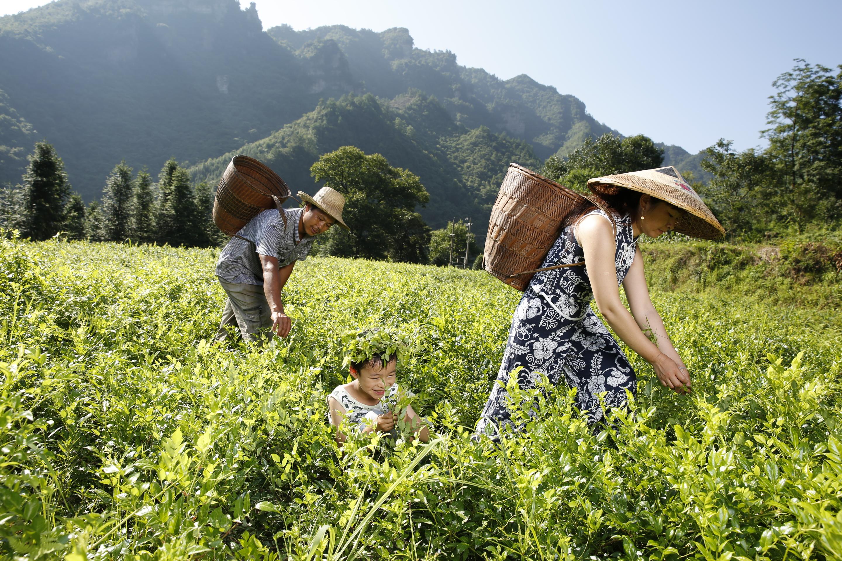 莓茶核心产区种植基地在哪里