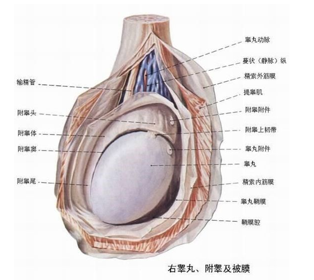 睾丸为什么一捏就疼