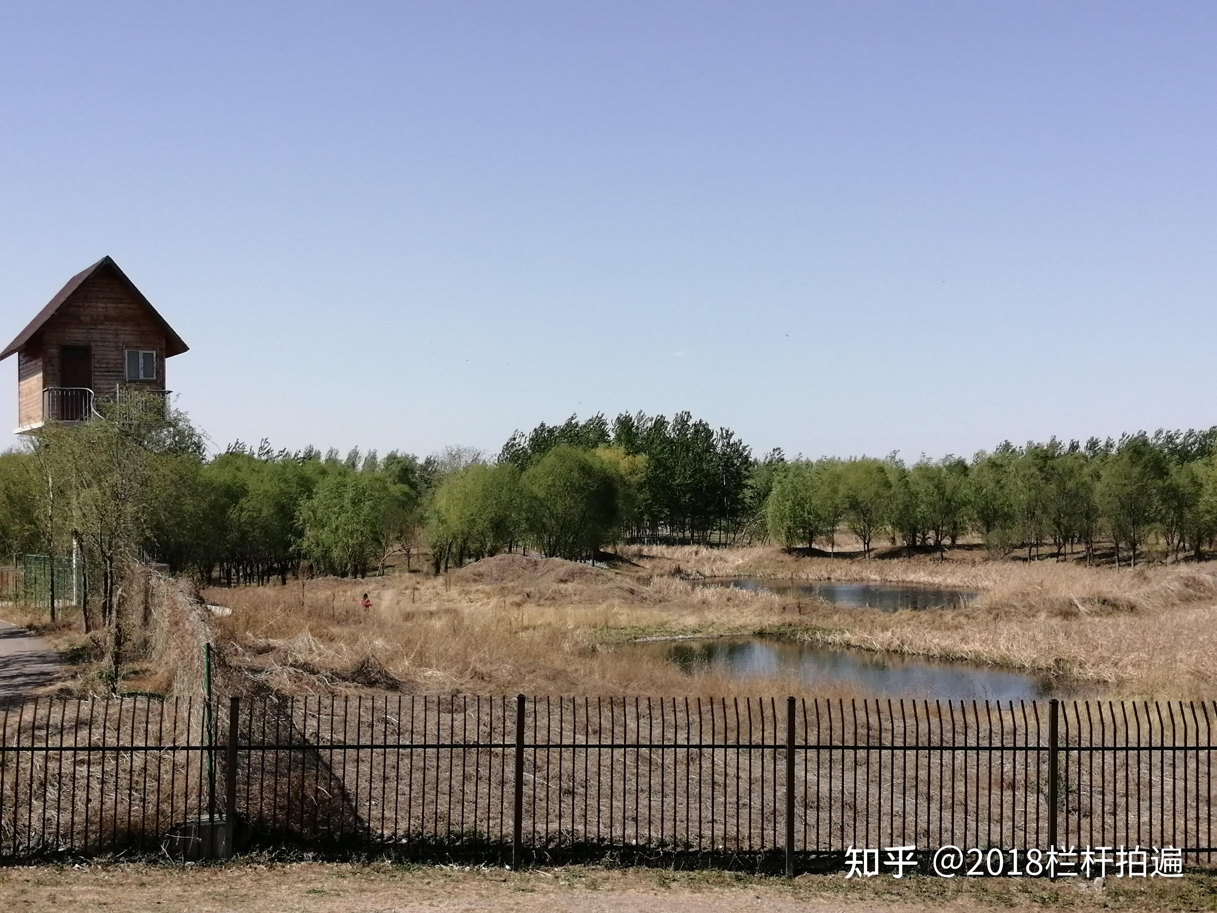 北京东郊湿地公园