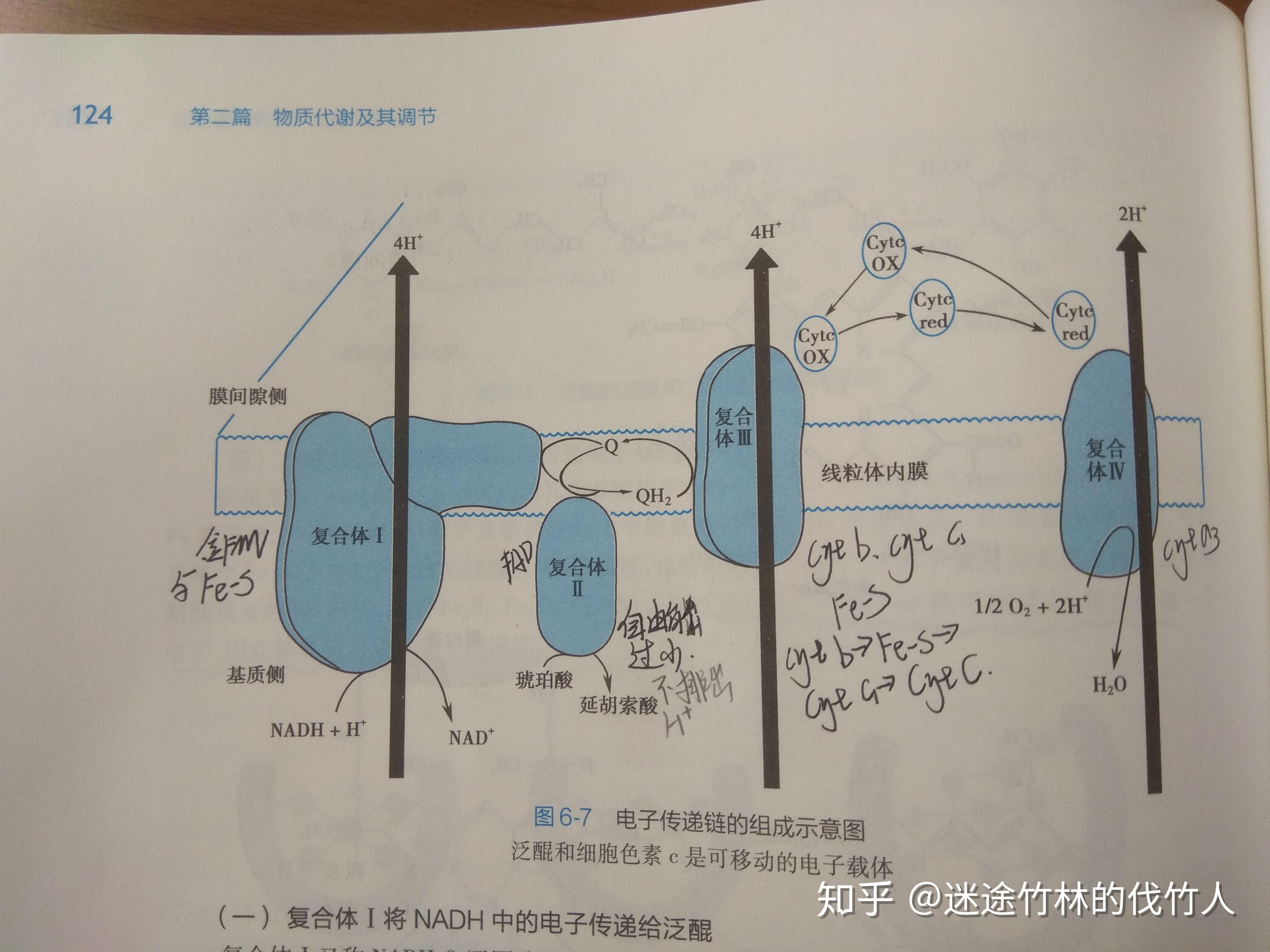 电子传递链(或称呼吸链)