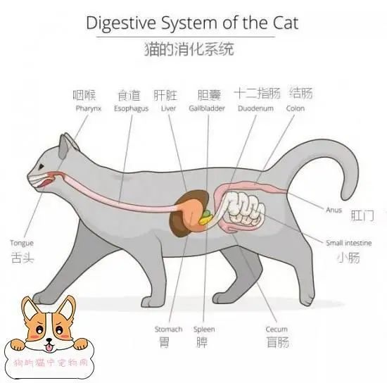 犬猫消化系统到底有何不同