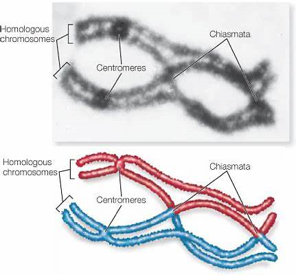 交叉互换中的染色体.来源:https://biology.stackexchange.