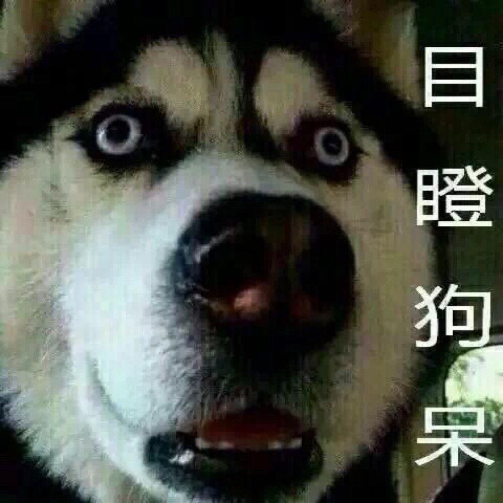 有没有520单身狗用的表情包啊