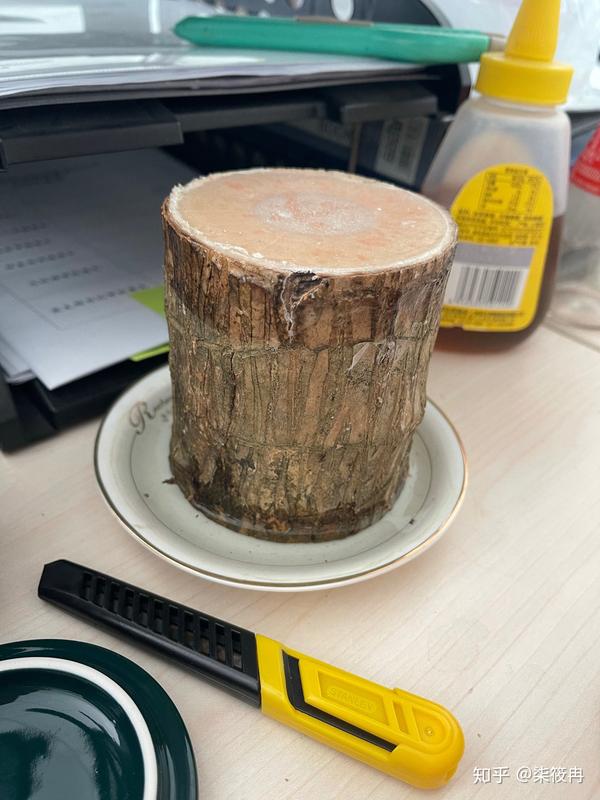 巴西木格鲁特木水培记