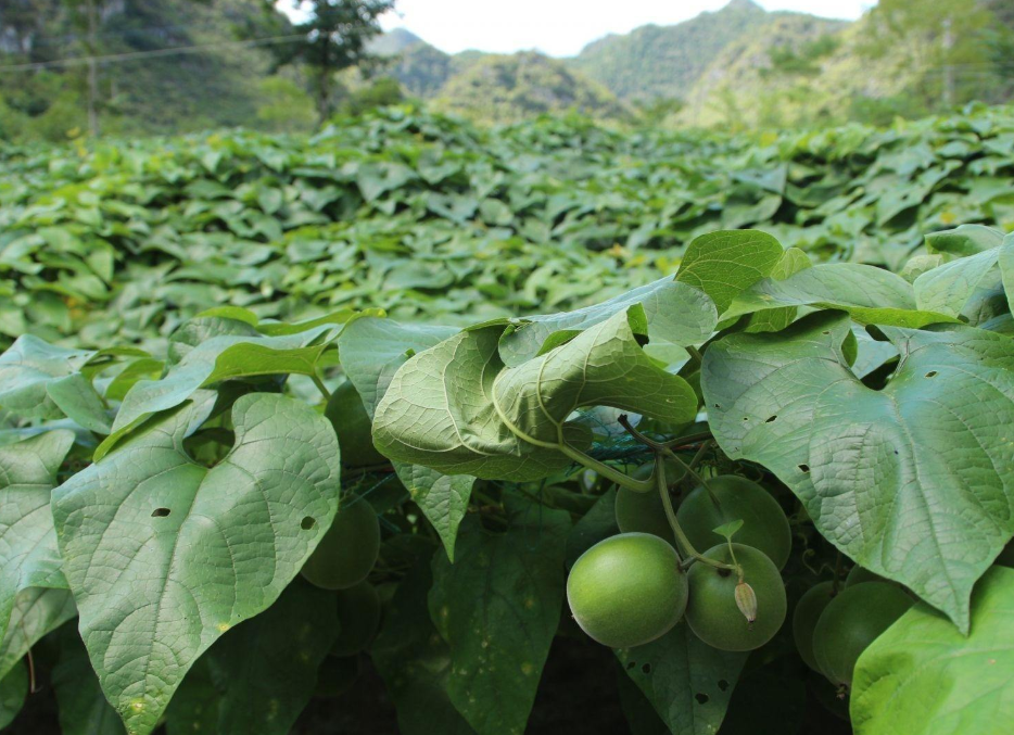 绿升原农业种植丨罗汉果的种植技术与要点