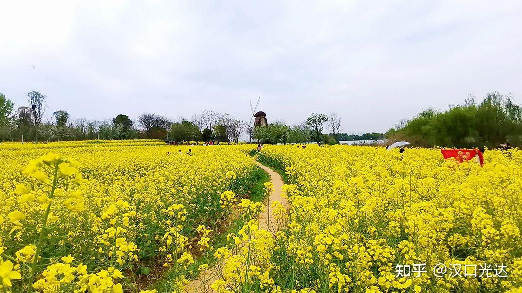 武汉东湖也有油菜花海壮观迷人不比蔡甸消泗的差