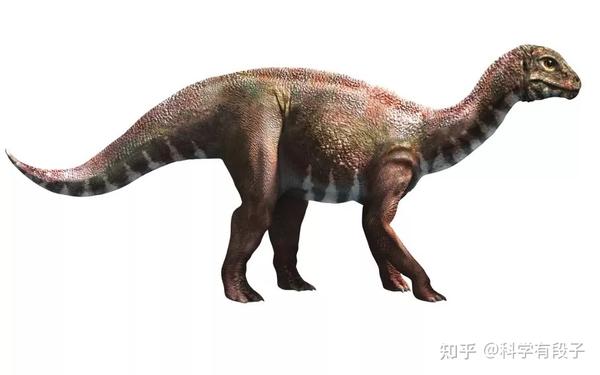 属龙是一属植食性蜥脚形亚目恐龙,它的标本被发现与蛋巢关联在一起,并
