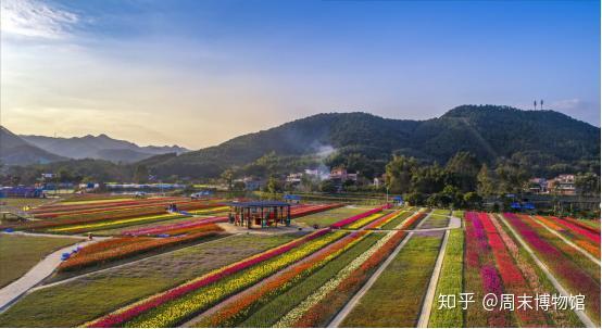 高明第二届"郁金香节"盛大开幕