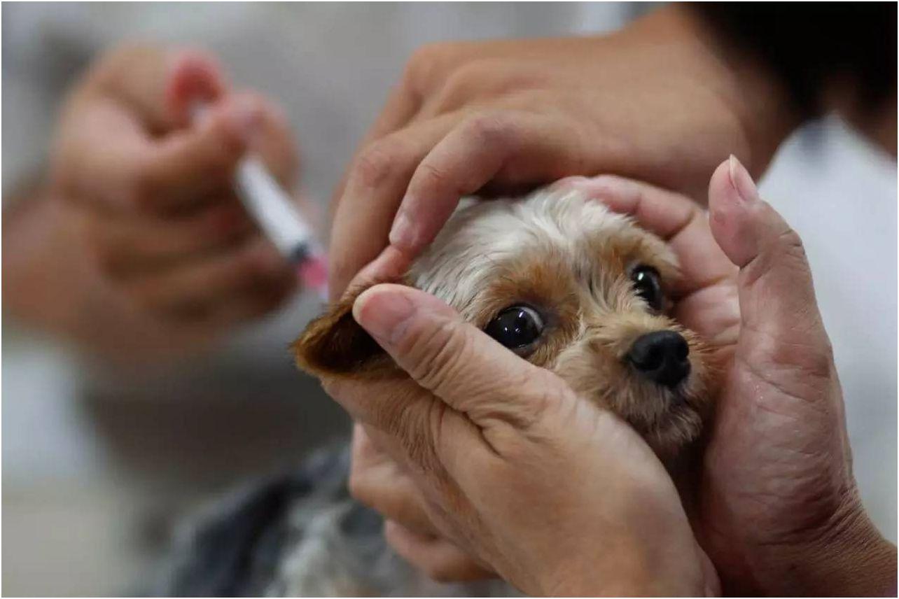 狗狗疫苗间隔多久打一次怎么打什么牌子好宠物打疫苗的作用
