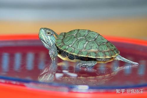 巴西龟幼崽体积很小,巴掌大的小鱼缸就足够了,但慢慢地你会发现它会