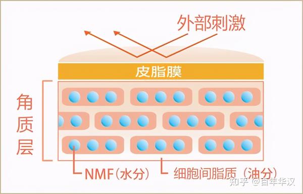 你知道皮肤主要分为几层吗?