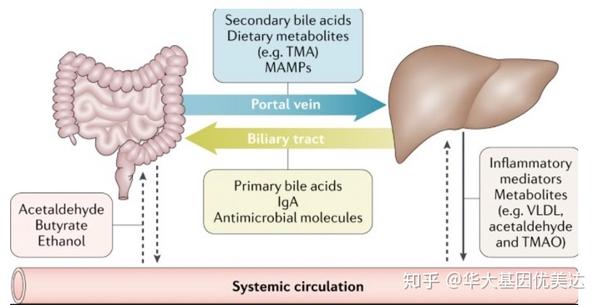 护肝小技巧 1:是时候教你利用一下"肠-肝轴"了