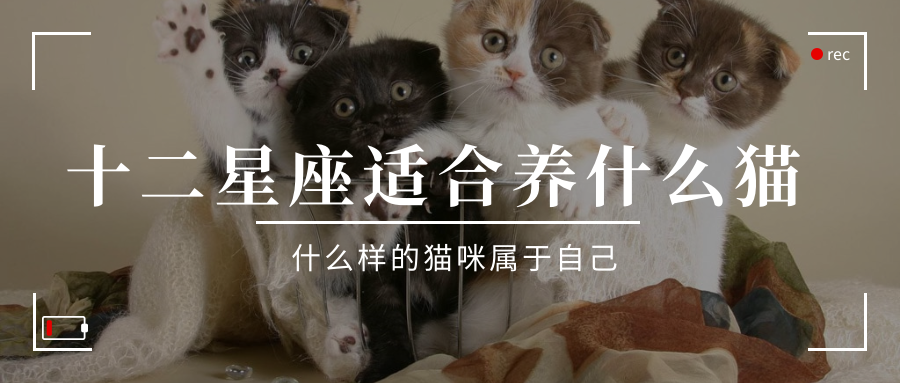 十二星座专属宠物猫,你的是哪一个?