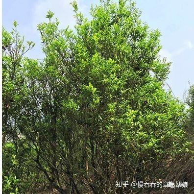 塌堀后(谐音"凹富后",也叫蛤古捞)因这茶的母树生长在凤凰凤西管区丹