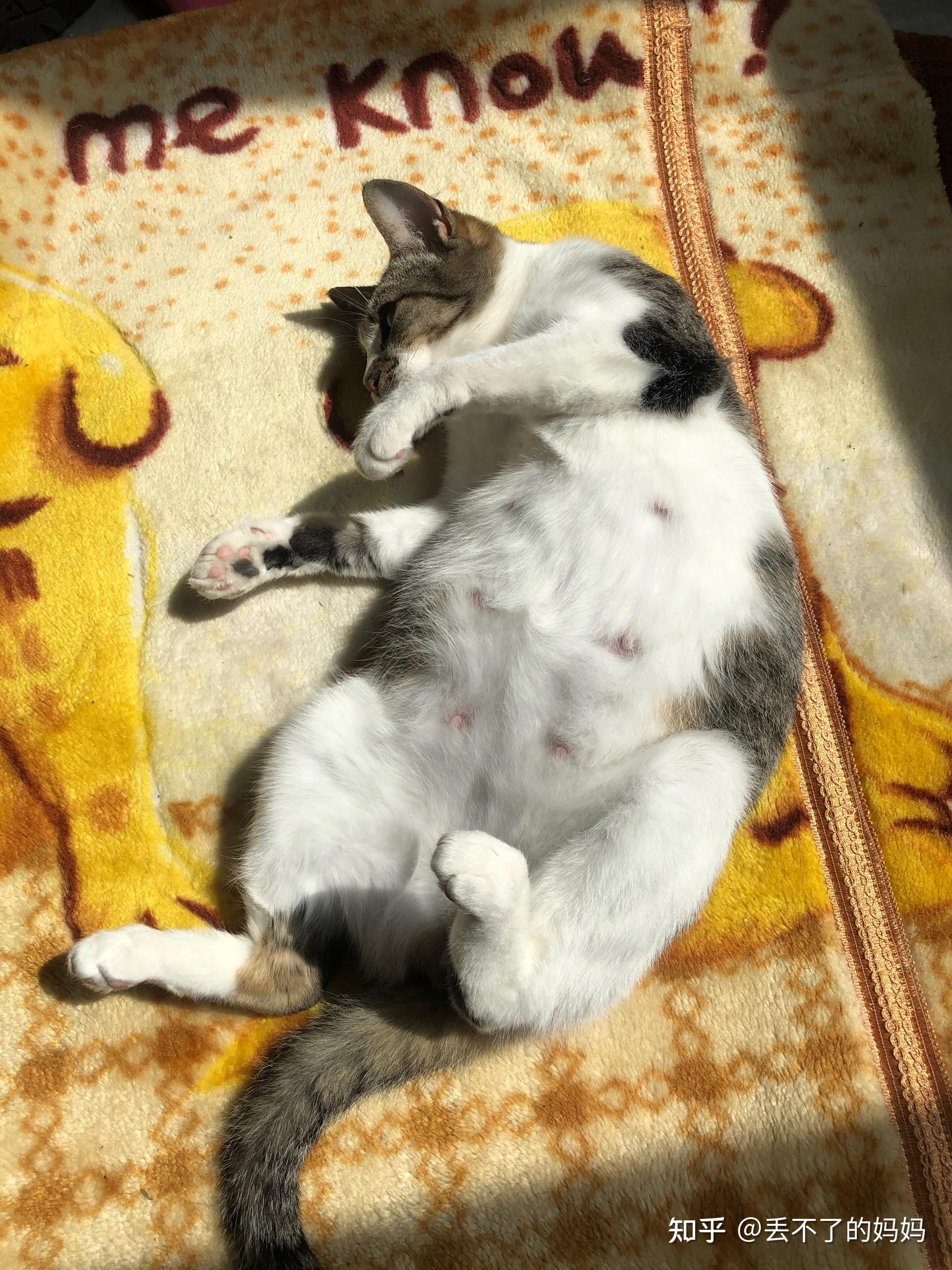 我觉得肚子太大了,有没有遇见过这样大的肚子大概几只小猫咪吗?