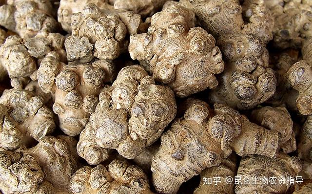 三七重茬根腐如何预防三七黄叶死苗烂根用什么药好三七叶子发黄用根