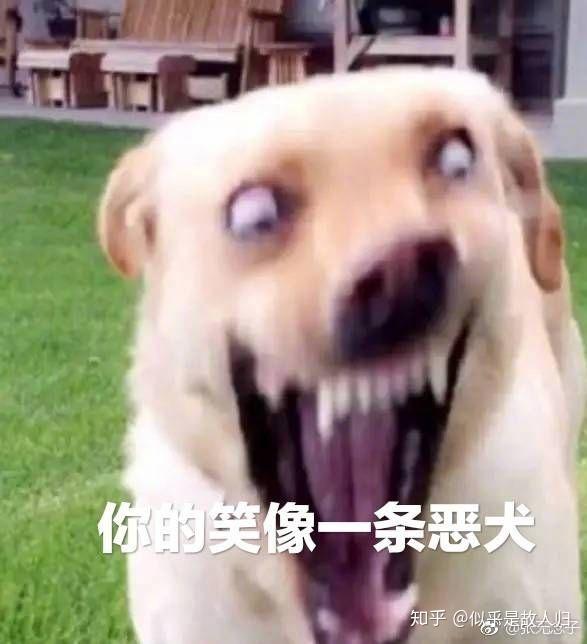 "你的笑像一条恶犬,撞乱了我心弦",到底算不算好词.