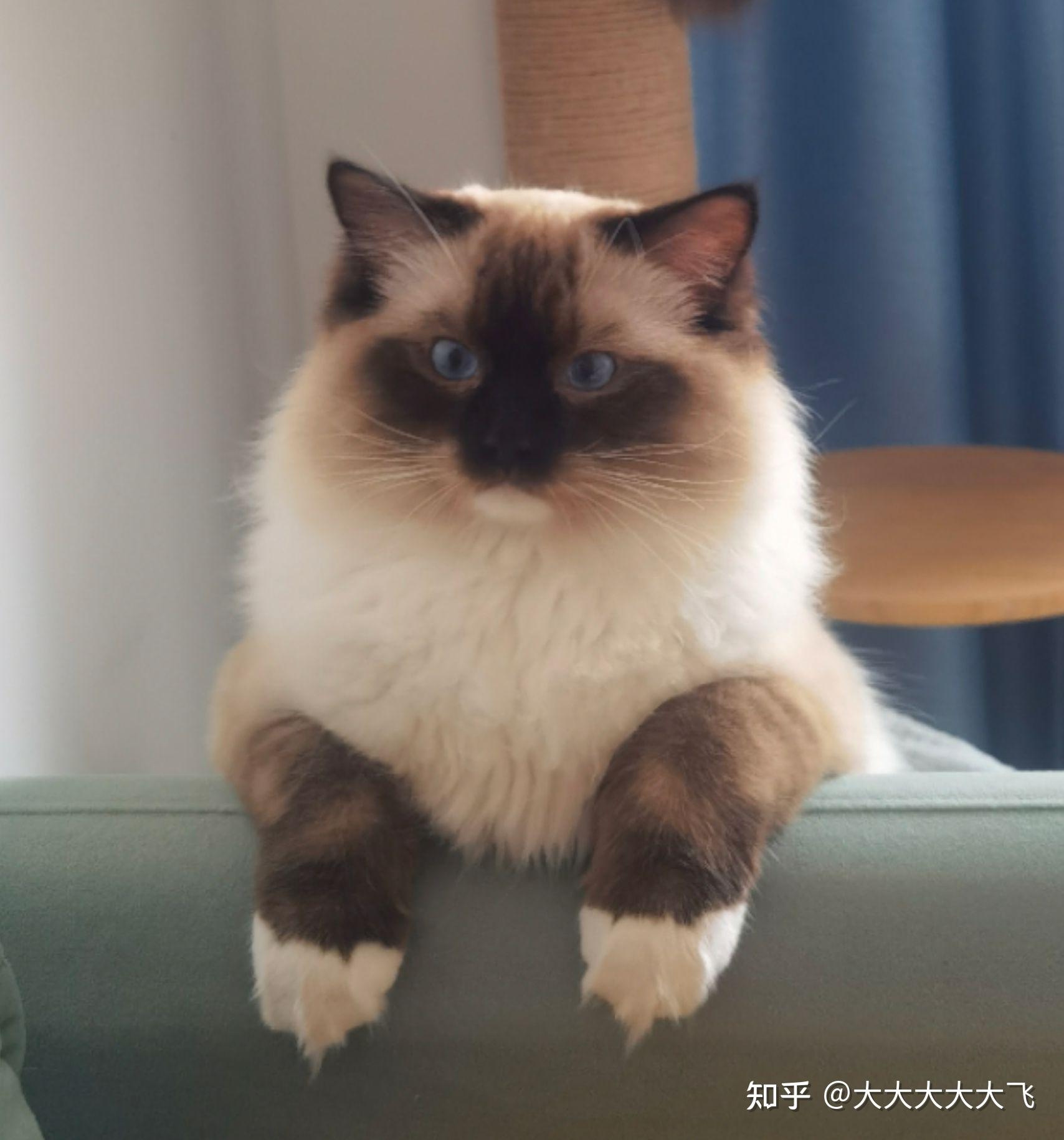 两个月的重点色布偶毛还会长吗