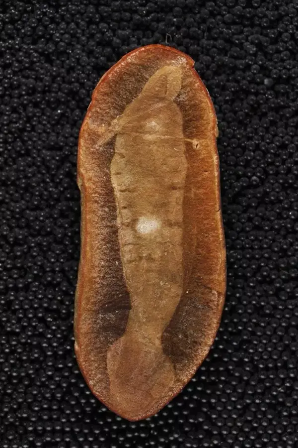 塔利怪物化石,图源:paul mayer at the field museum of natural