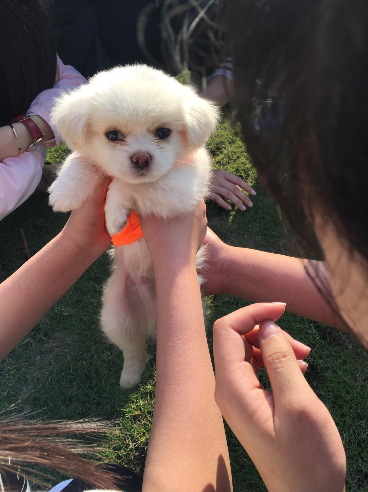 请大家看看我家宝宝是比熊跟博美串串吗有人养过嘛这种狗狗有什么特性