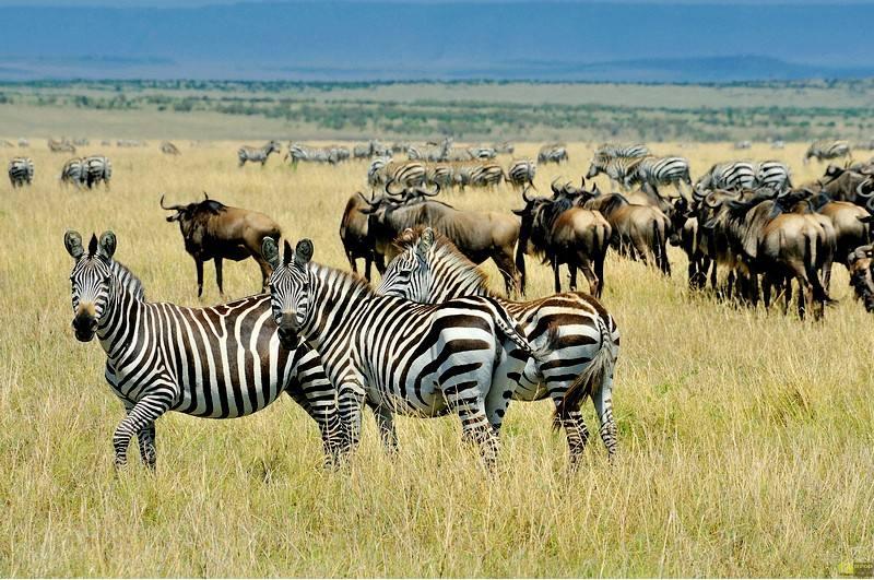 肯尼亚马赛马拉国家保护区和塞伦盖蒂国家公园是一块巨大的热带草原上