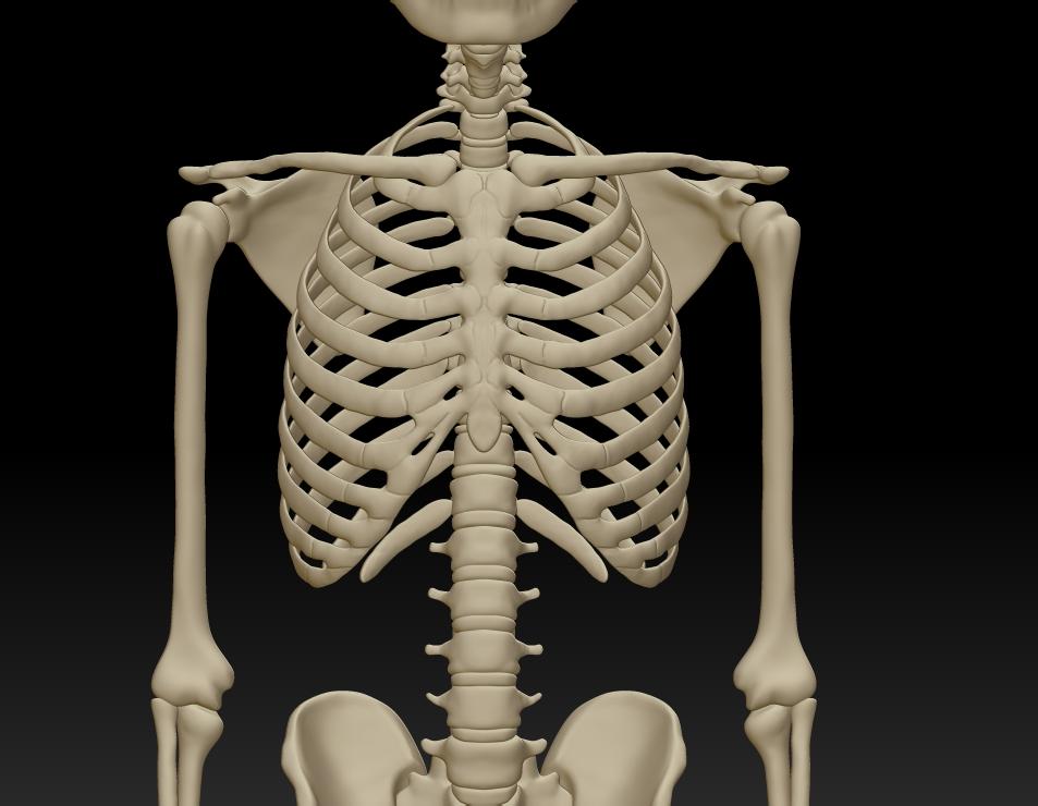 人体完整全身骨骼结构模型图3d打印下载,每块骨头可分
