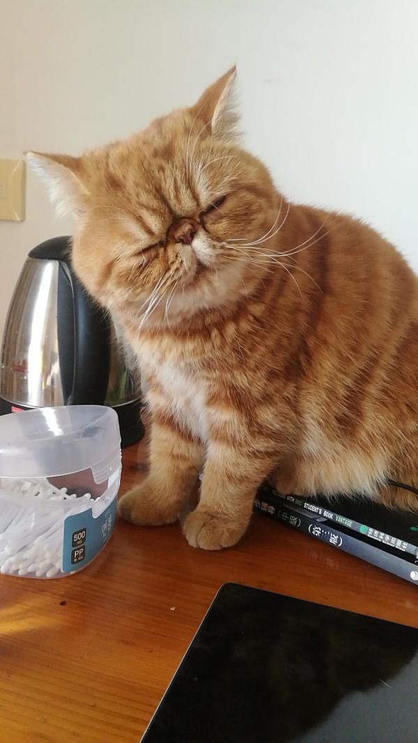 你的猫咪生无可恋的表情是怎样的?