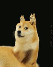 动物界的三大表情包,你所不知道的doge