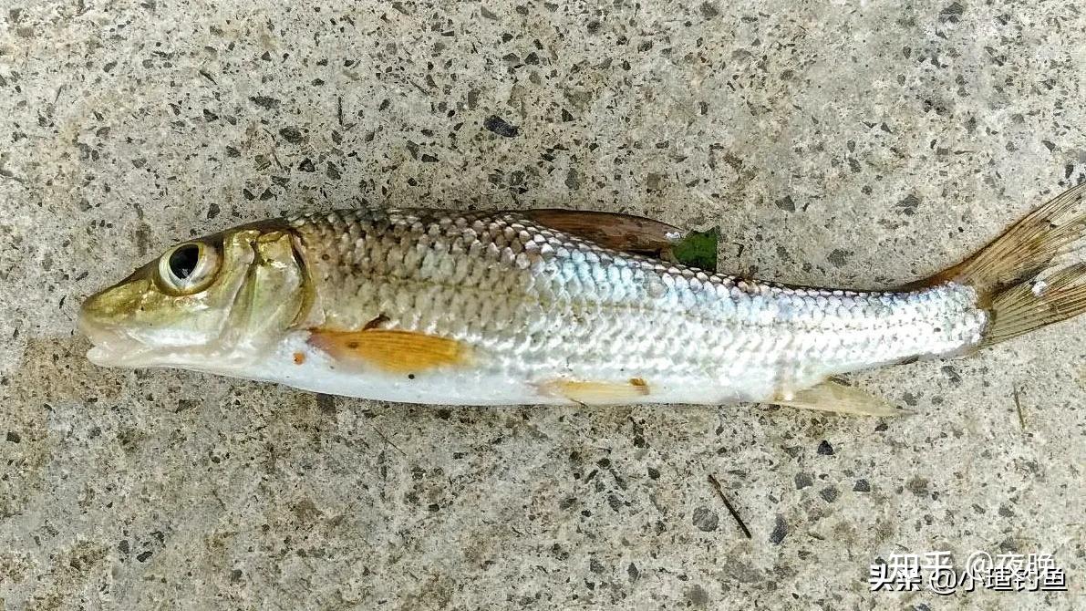 花骨鱼多少钱一斤(江西吉安的野河中发现罕见的花骨鱼