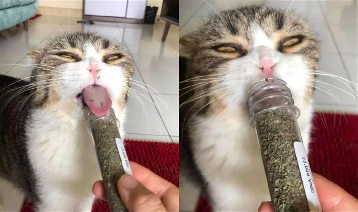 太上头了!猫咪吸了猫薄荷后太搞笑了!这种感觉就像飞翔在.