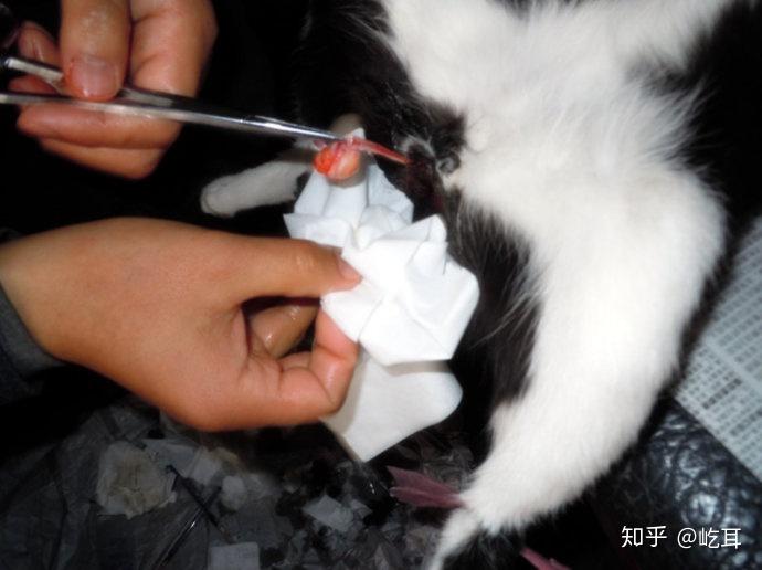 为什么阉割猫不算虐猫