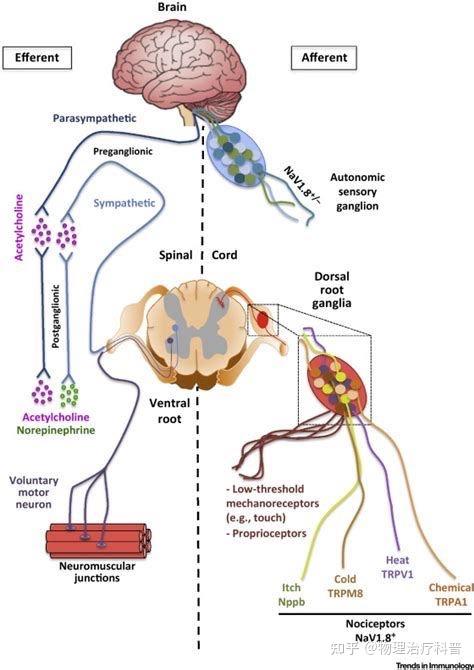 姿势控制postural control 知乎